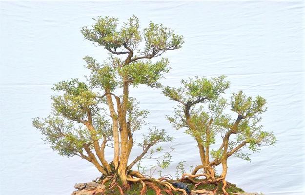 满天星的多种用途和养护技巧是什么？