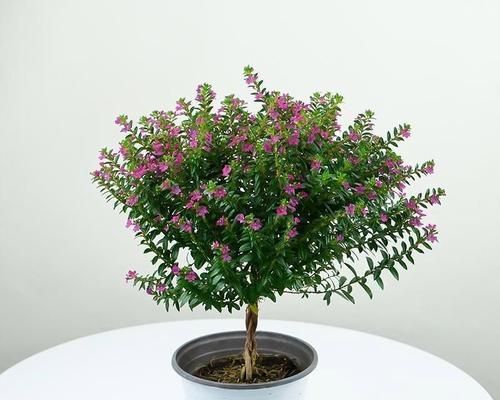 满天星的多种用途和养护技巧是什么？