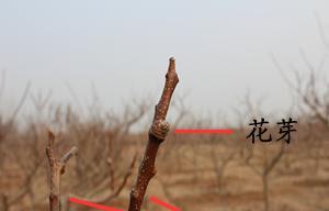什么是花芽？花芽的形成和重要性是什么？