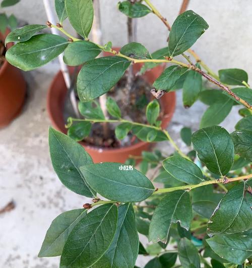 什么是花芽？花芽的形成和重要性是什么？