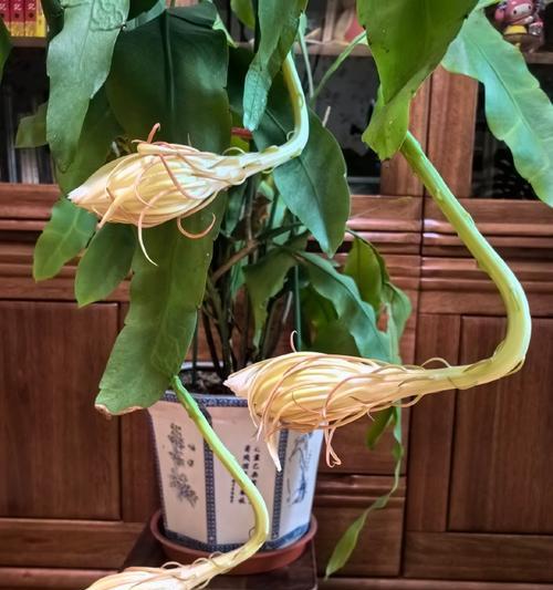 昙花叶子蔫皱的解决措施有哪些？