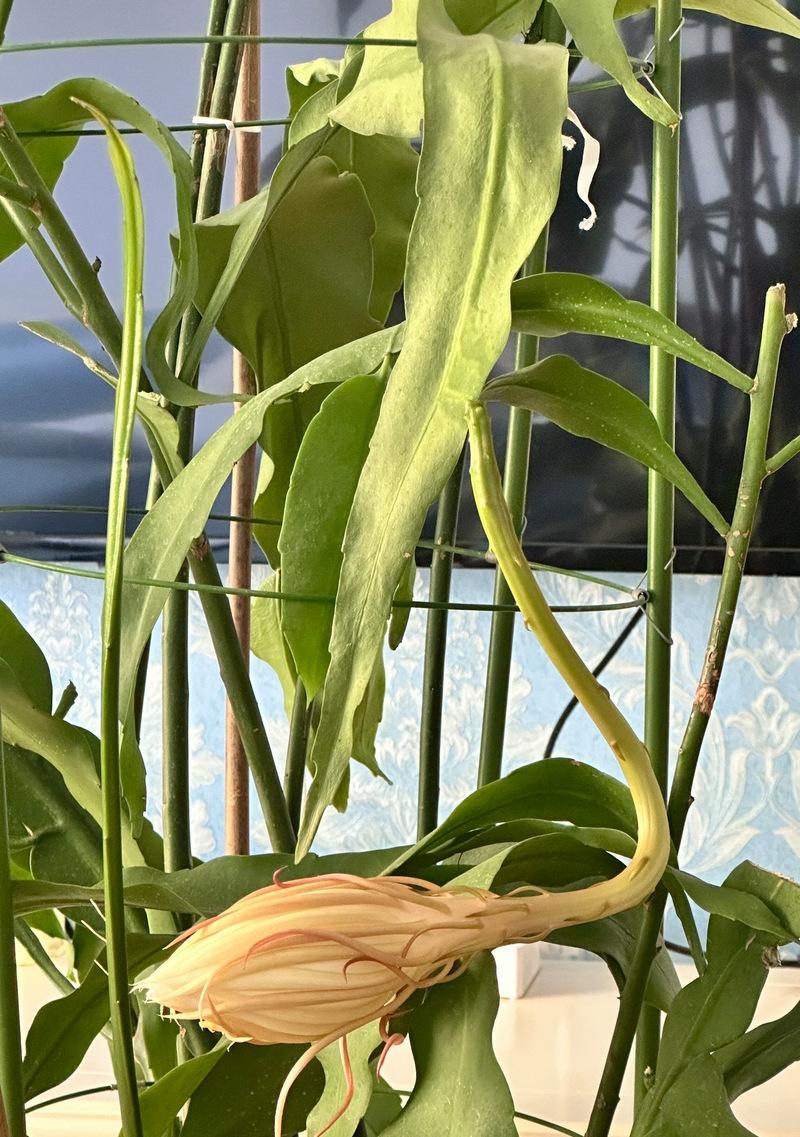 昙花叶子蔫皱的解决措施有哪些？