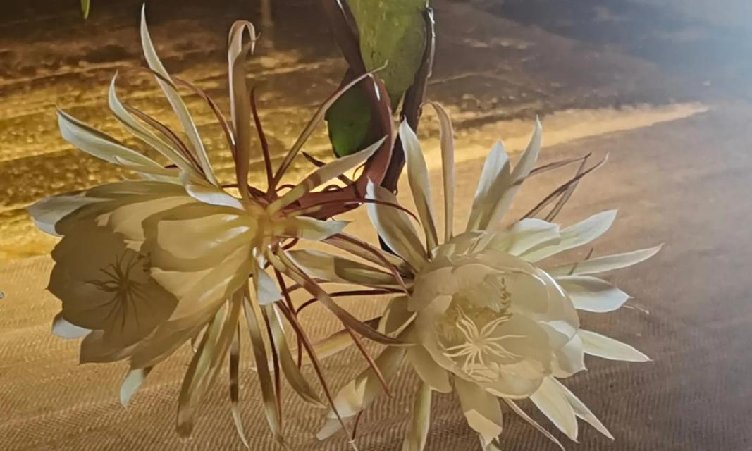 昙花叶子蔫皱的解决措施有哪些？
