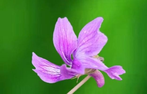 紫色都有什么花？紫色花卉有哪些常见的种类？