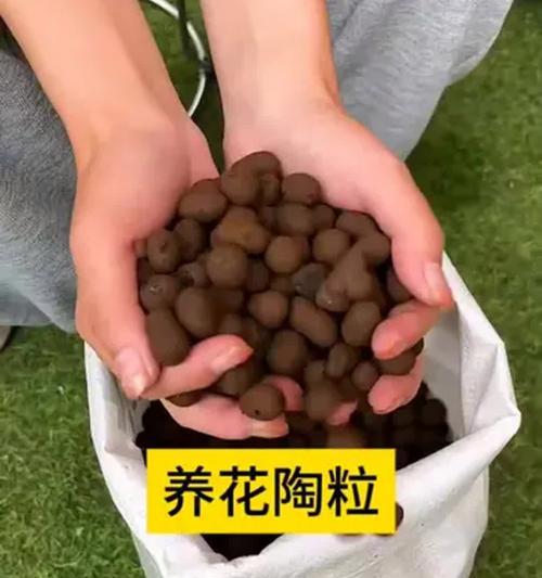 陶粒种花的方法是什么？如何保证陶粒种花的成功？
