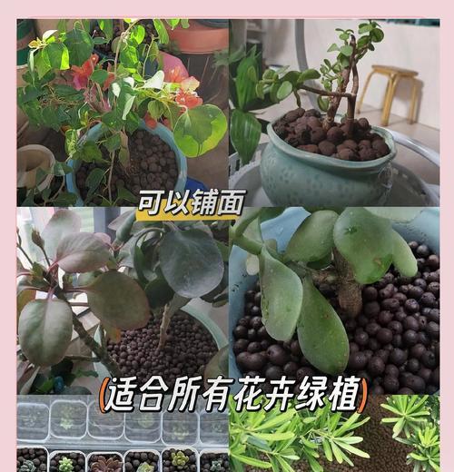 陶粒种花的方法是什么？如何保证陶粒种花的成功？