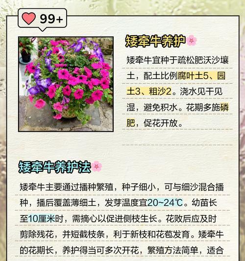 矮牵牛播种技巧有哪些？播种后如何确保成活率？