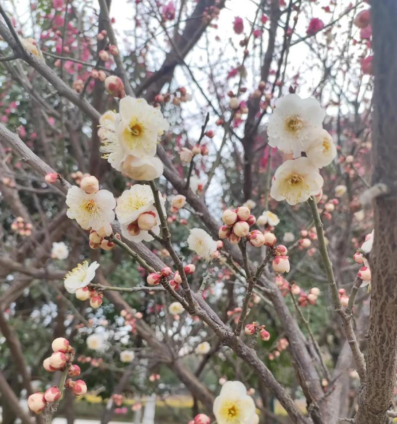 西安什么花？西安地区适合种植的花卉有哪些？