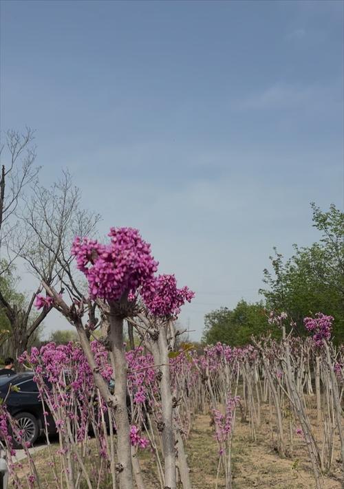 西安什么花？西安地区适合种植的花卉有哪些？