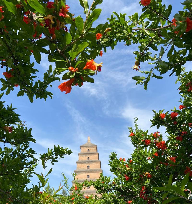 西安什么花？西安地区适合种植的花卉有哪些？