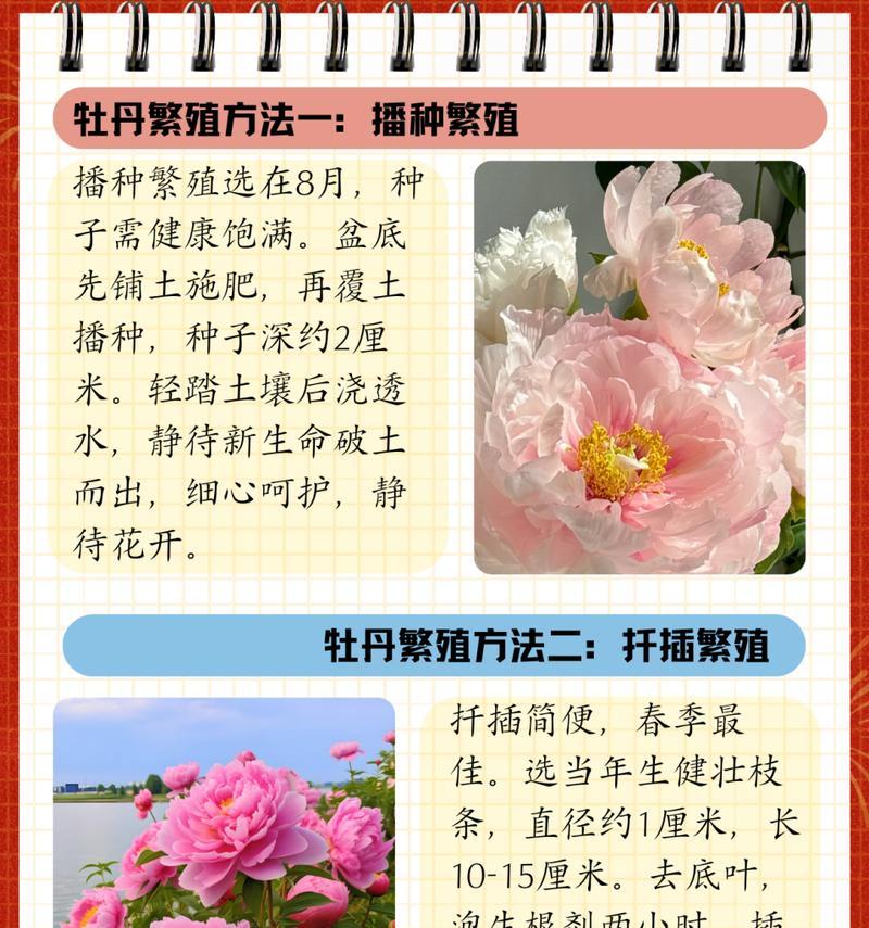 冬季牡丹养护技巧有哪些？