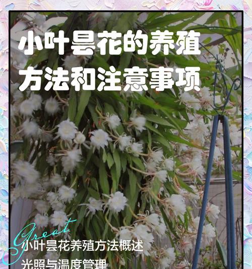 昙花长什么样？昙花的形态特征和养护要点是什么？