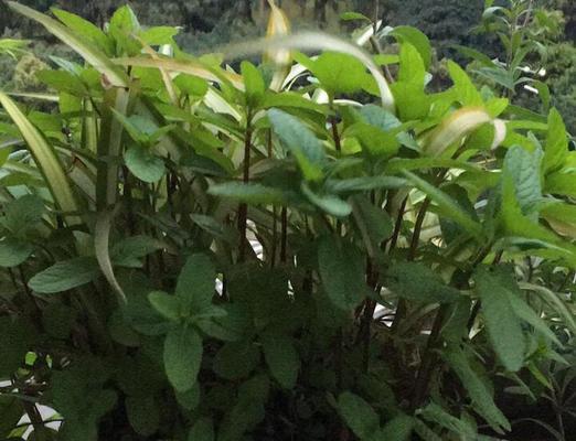 美国薄荷的种植方法和护理技巧是什么？