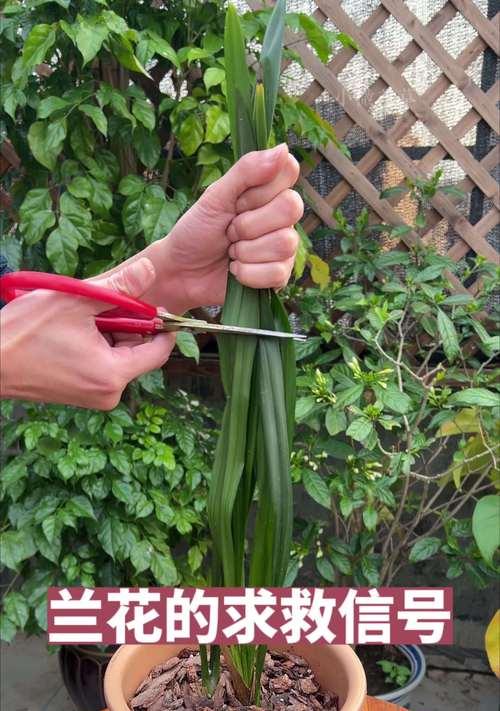 兰花的日常管理要点有哪些？