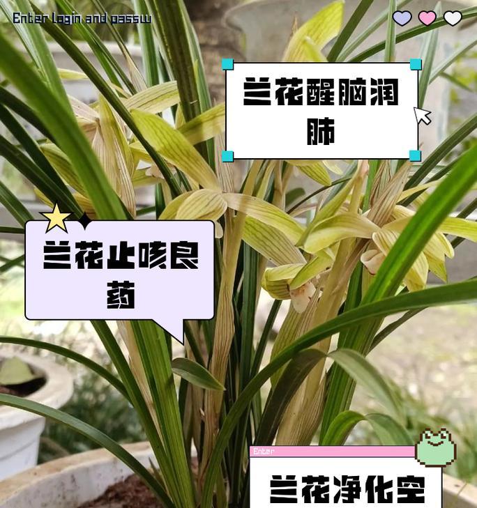 兰花的日常管理要点有哪些？