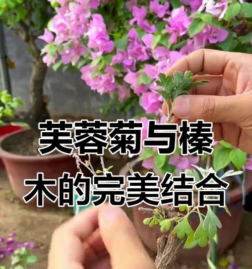 菊花如何繁殖？菊花的繁殖方法是什么？