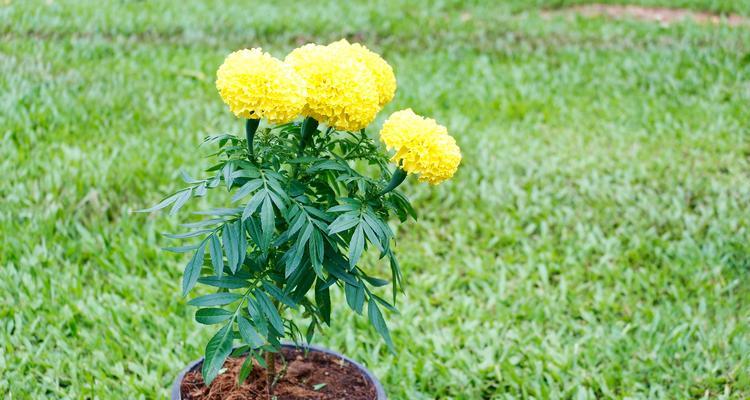 菊花如何繁殖？菊花的繁殖方法是什么？