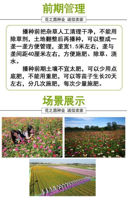 菊花如何繁殖？菊花的繁殖方法是什么？