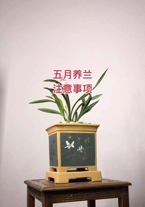 对兰繁殖过程中应注意什么？常见问题有哪些？