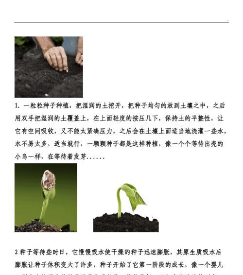 种子发芽后的种植方法和注意事项有哪些？