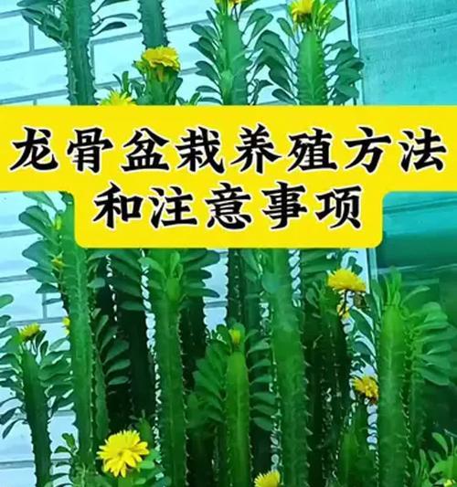怎么养好盆栽？盆栽养护的常见问题和解决方法是什么？