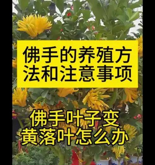 怎么养好盆栽？盆栽养护的常见问题和解决方法是什么？