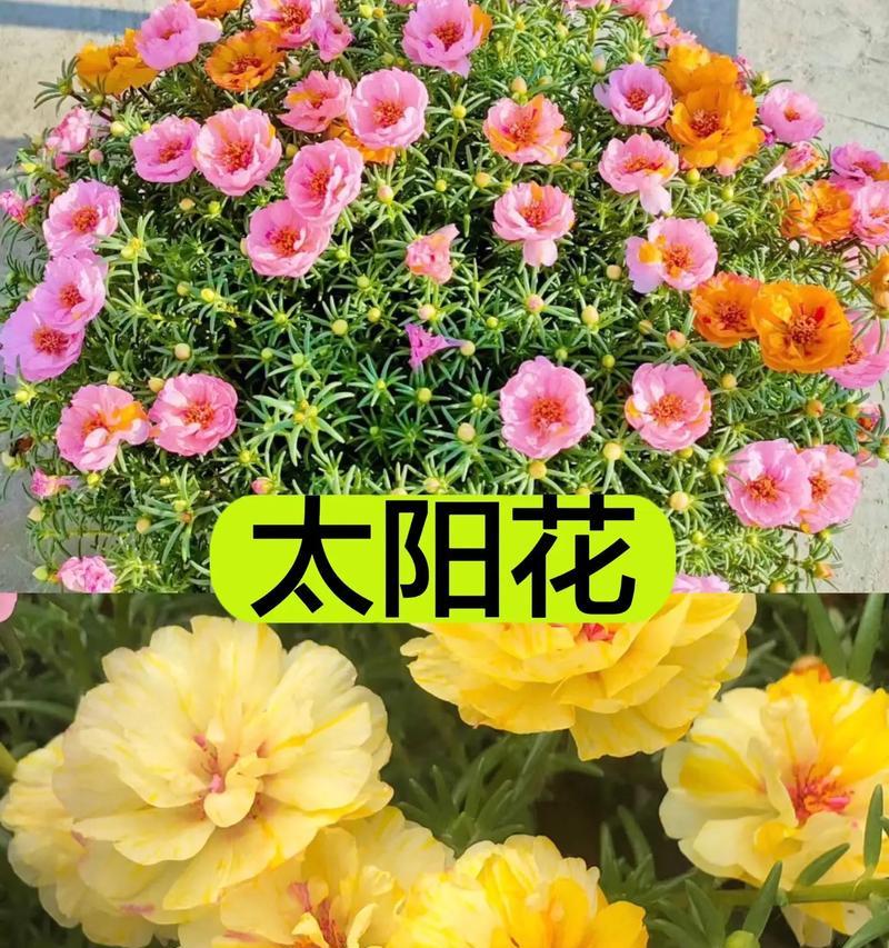 花种子什么时候播种？播种的最佳时机是什么时候？
