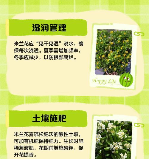 米兰的浇水技巧有哪些？如何正确给米兰浇水？