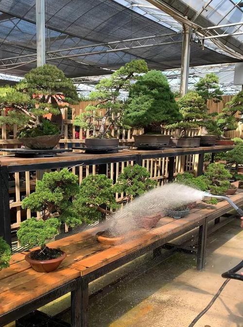 不同花卉浇水有什么特别要求？