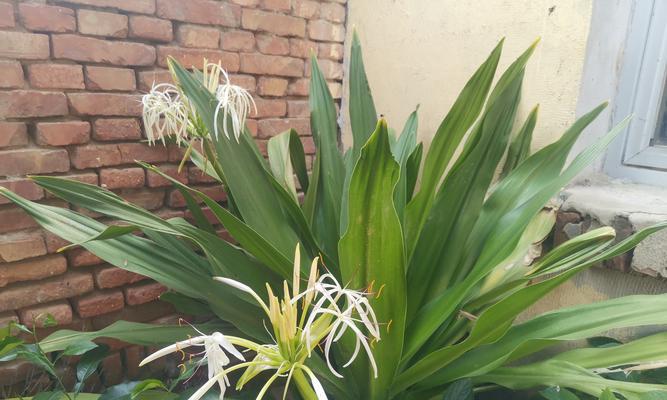 不同花卉浇水有什么特别要求？