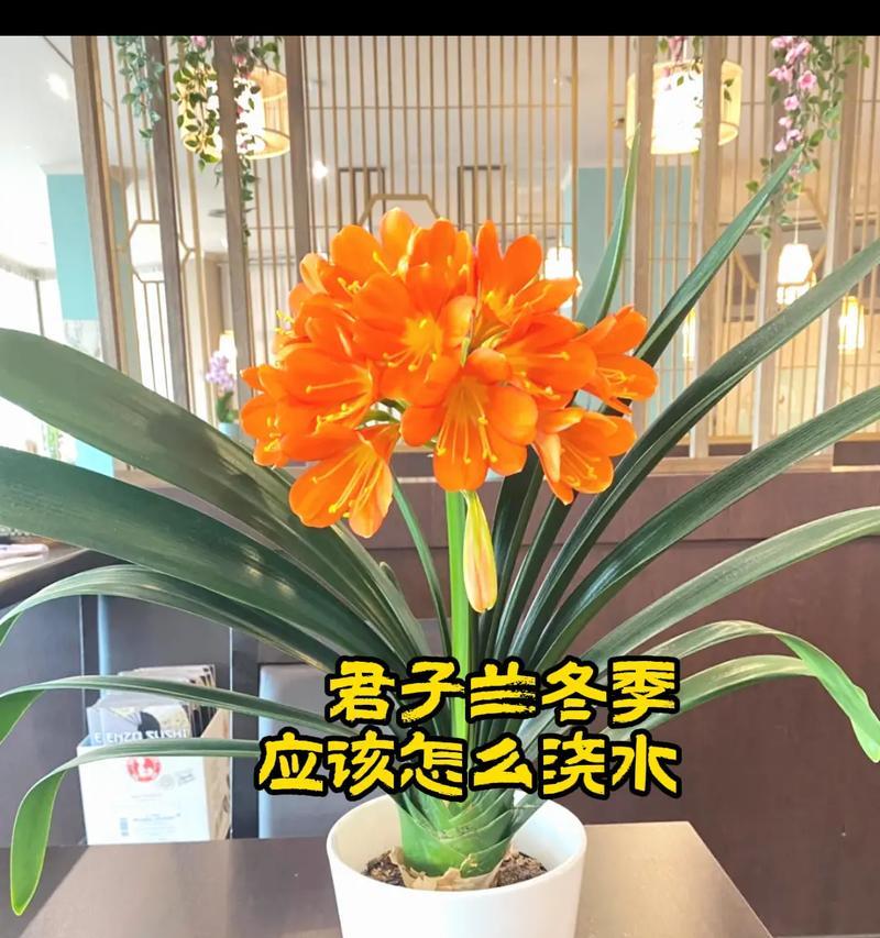 不同花卉浇水有什么特别要求？
