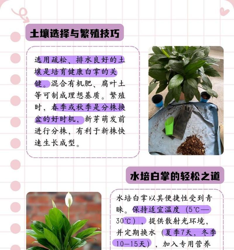 红掌的养殖方法是什么？