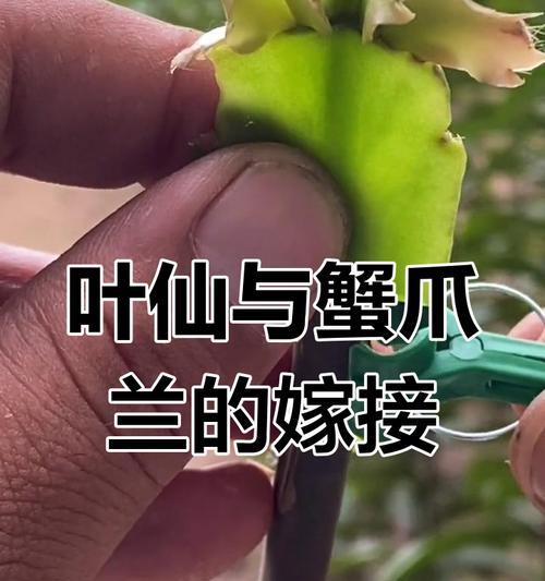 蟹爪兰嫁接的步骤和常见问题是什么？