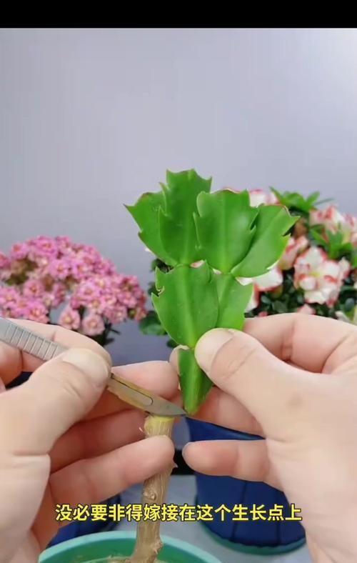 蟹爪兰嫁接的步骤和常见问题是什么？