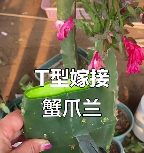 蟹爪兰嫁接的步骤和常见问题是什么？