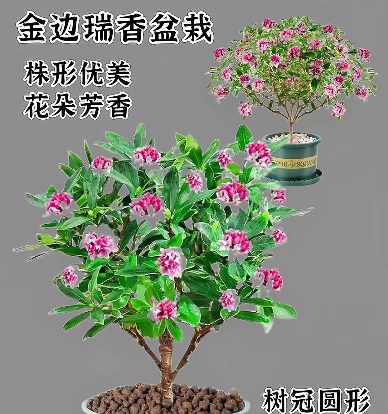 金边瑞香的正确养护方法是什么？