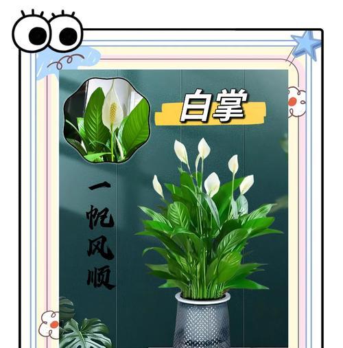 白掌有多少种品种？各自的特性是什么？