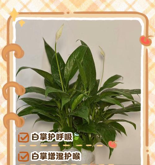 白掌有多少种品种？各自的特性是什么？
