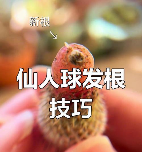 仙人球根部腐烂的处理方法是什么？