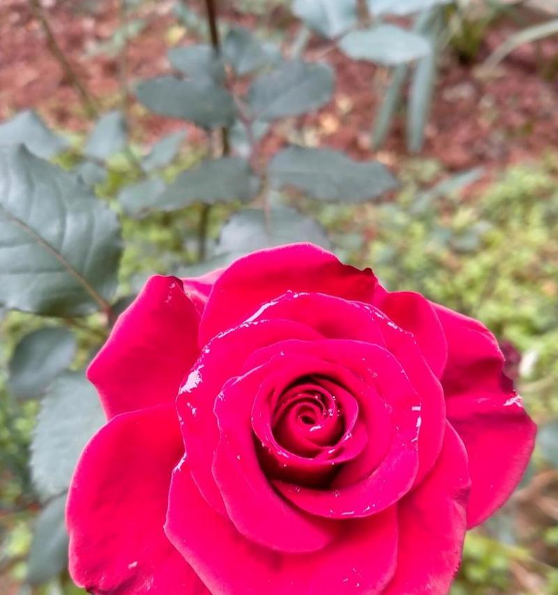 冬天开花的花卉有哪些？它们如何抵御寒冷？