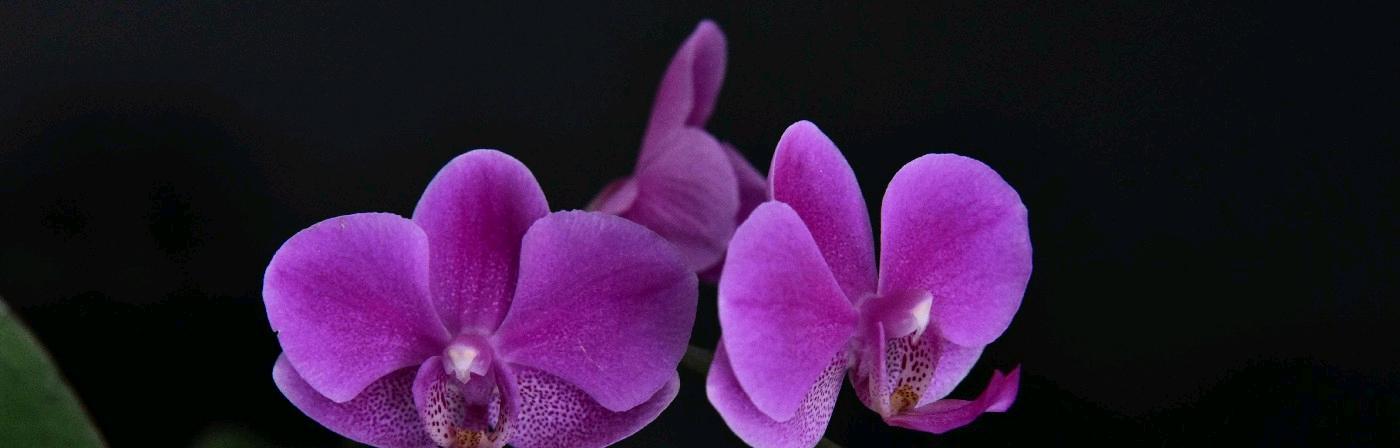 冬天开花的花卉有哪些？它们如何抵御寒冷？