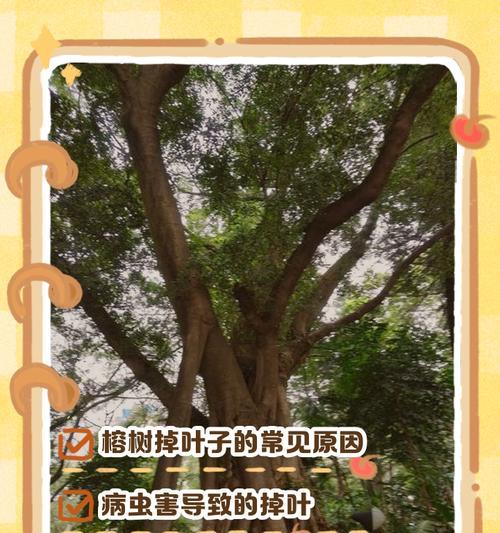榕树叶子变黄的原因及解决方法？
