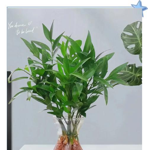 驱蚊的植物有哪些？夏季驱蚊植物的选择与使用？