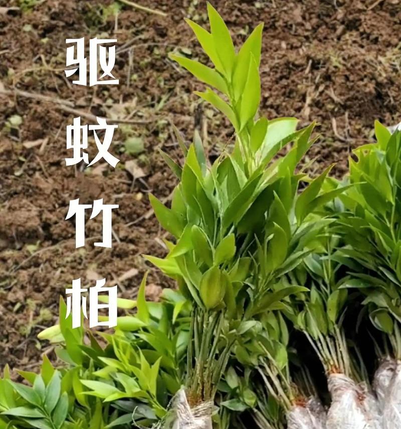 驱蚊的植物有哪些？夏季驱蚊植物的选择与使用？