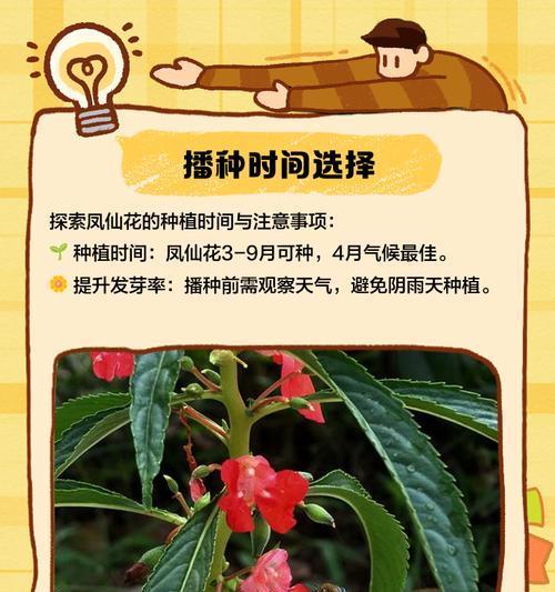 凤仙花的种植步骤是什么？