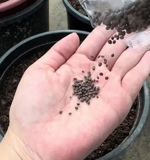 凤仙花的种植步骤是什么？