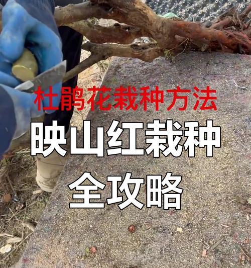 杜鹃什么时候修剪？杜鹃花修剪的最佳时间及技巧？