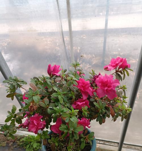 杜鹃什么时候修剪？杜鹃花修剪的最佳时间及技巧？