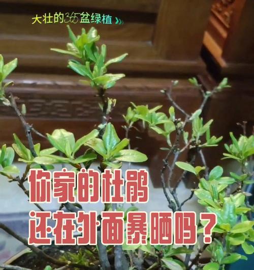 杜鹃什么时候修剪？杜鹃花修剪的最佳时间及技巧？