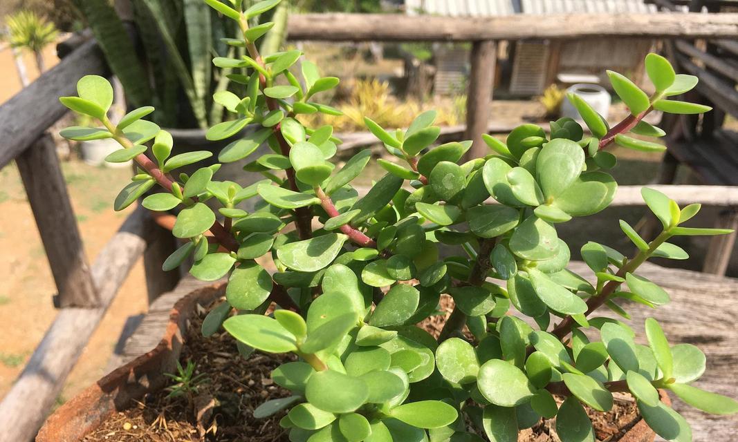 金枝玉叶植物的养殖要点有哪些？